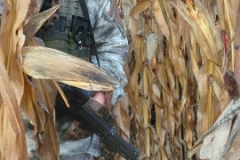 Corn fields